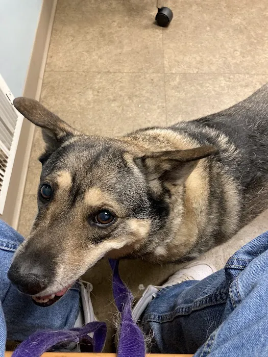 Suburban Animal Hospital Picture 5
