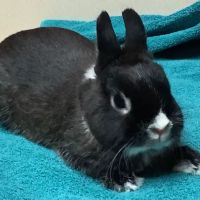 Lakeside Animal Hospital ico