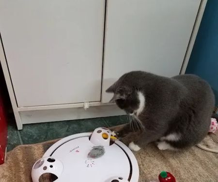 Animal World Adventures