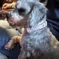 Rochester Community Animal Clinic ico