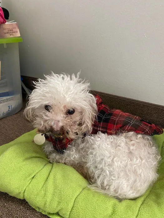 Rochester Community Animal Clinic Picture 6
