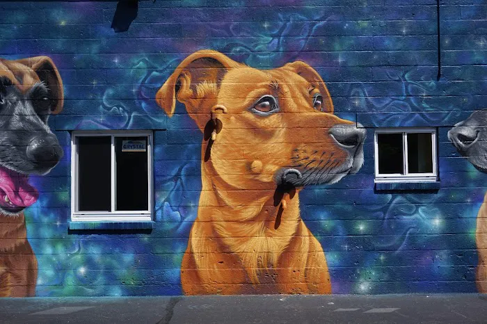 Doorbell Vet Picture 8