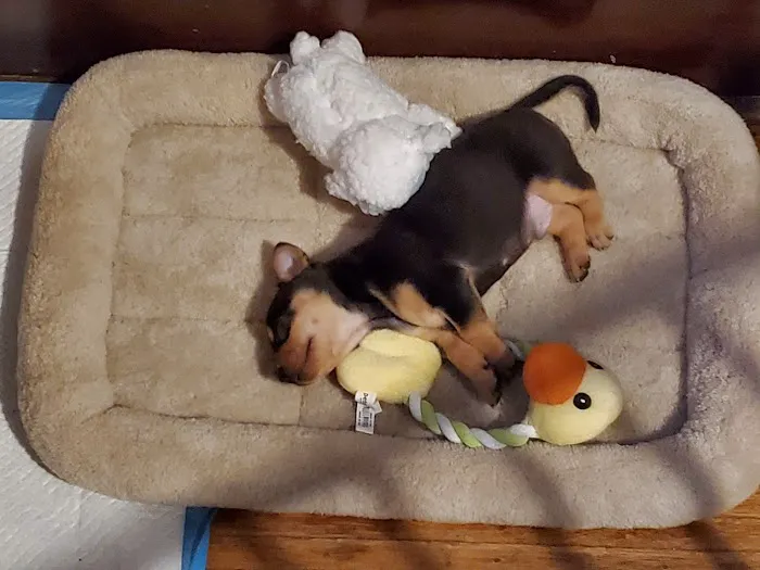 Animal Hospital of Rochester Picture 9