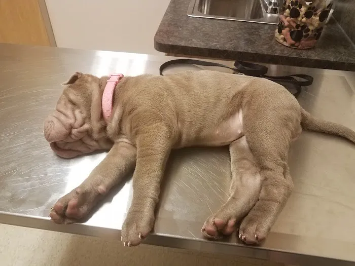Animal Hospital of Rochester Picture 5