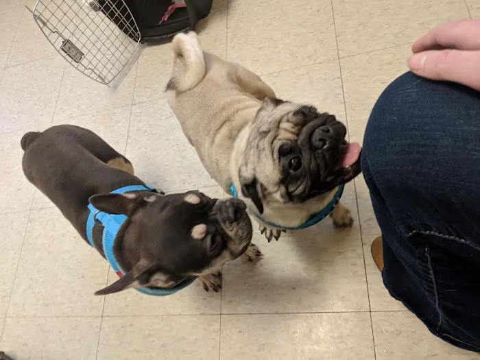 Animal Hospital of Rochester Picture 6