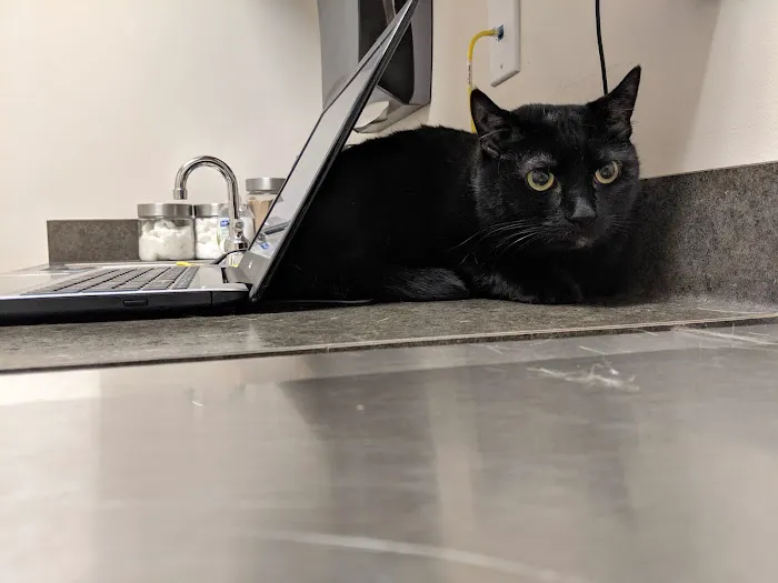 Animal Hospital of Rochester Picture 4