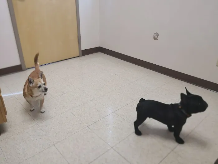 Animal Hospital of Rochester Picture 2