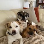 Animal Hospital of Rochester