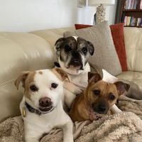 Animal Hospital of Rochester ico