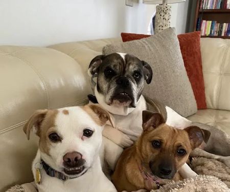 Animal Hospital of Rochester