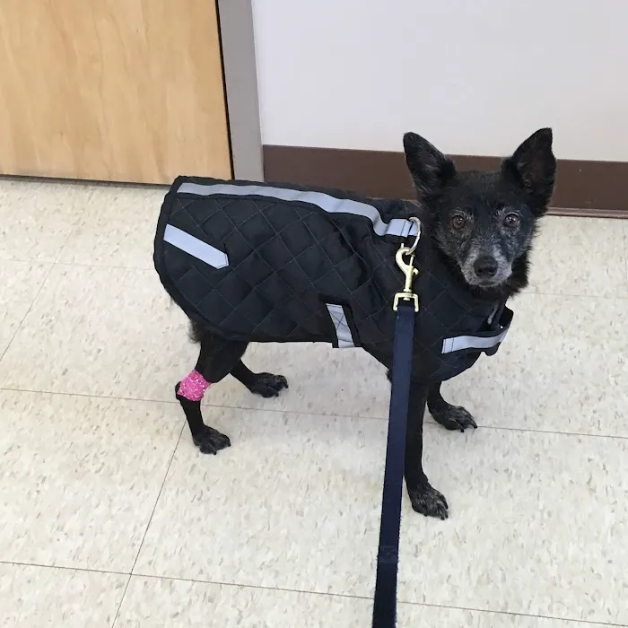 Animal Hospital of Rochester Picture 10