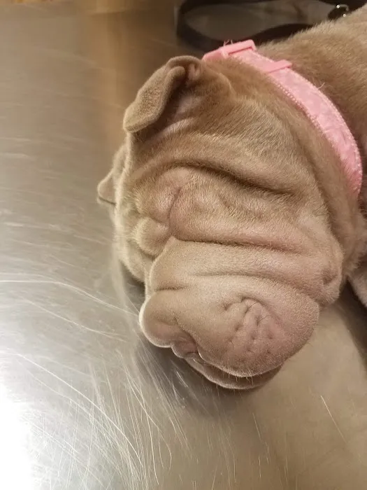Animal Hospital of Rochester Picture 3
