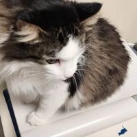 South Jefferson Veterinary Hospital ico