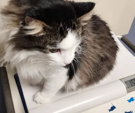 South Jefferson Veterinary Hospital