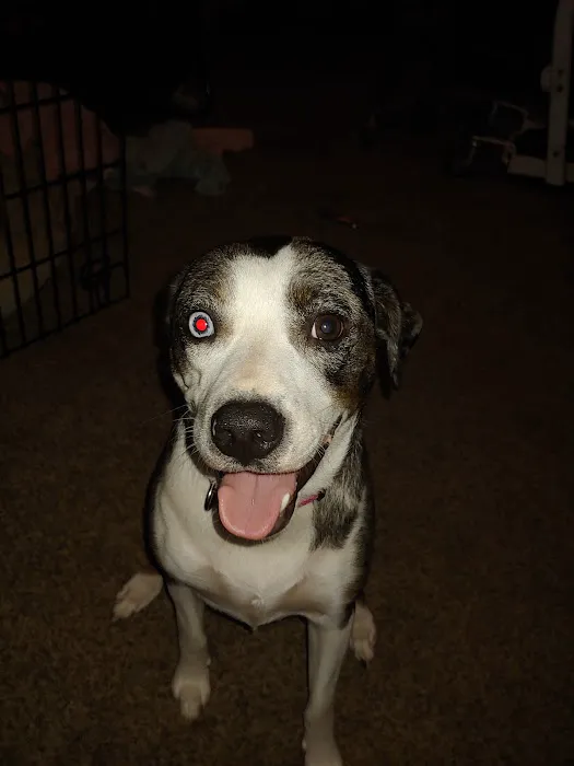 South Jefferson Veterinary Hospital Picture 8