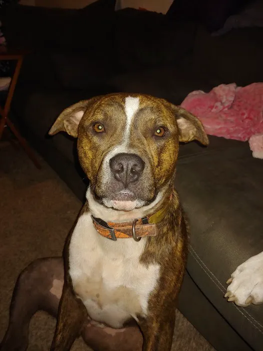 South Jefferson Veterinary Hospital Picture 10