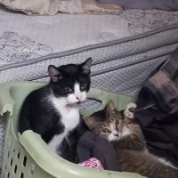 Pet Supplies Plus Battle Creek ico