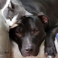 Borador Animal Hospital ico