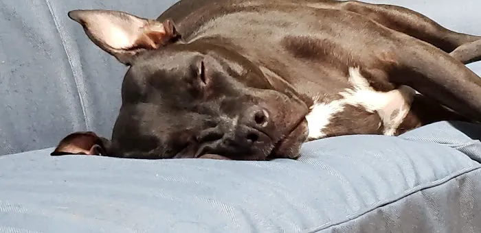 Borador Animal Hospital Picture 5