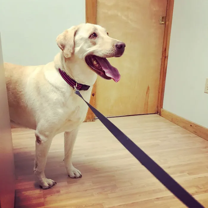 Borador Animal Hospital Picture 7