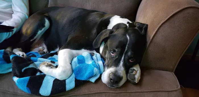 Borador Animal Hospital Picture 4