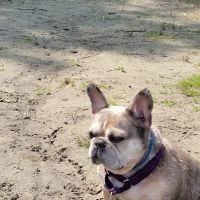 Hoosick Veterinary Clinic ico