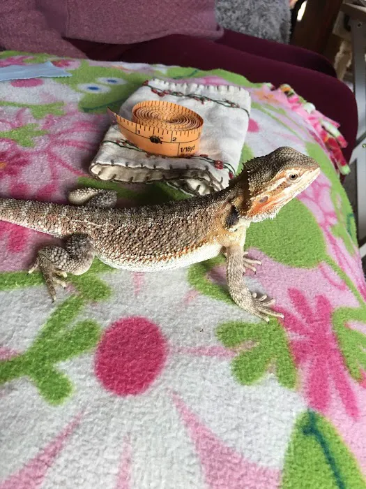 Buggzy’s Beardies Picture 7