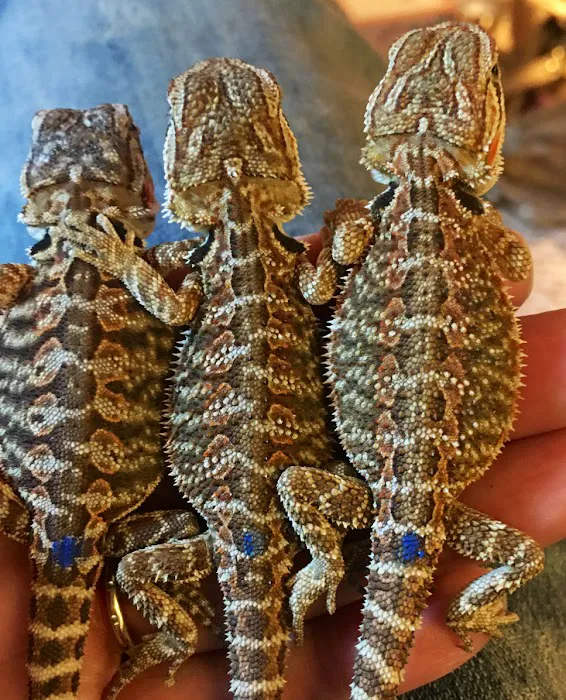 Buggzy’s Beardies Picture 6