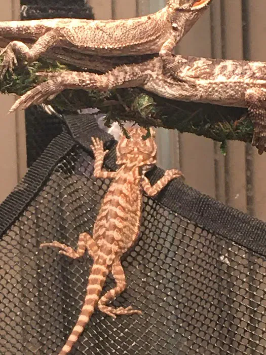 Buggzy’s Beardies Picture 5