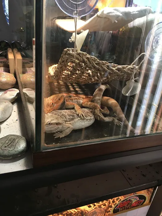 Buggzy’s Beardies Picture 1