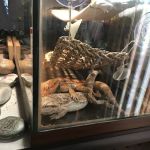 Buggzy’s Beardies