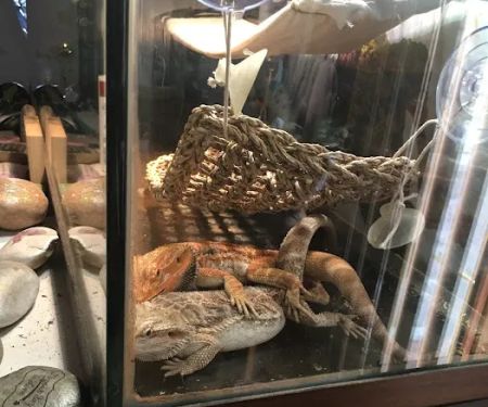Buggzy’s Beardies