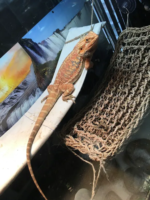 Buggzy’s Beardies Picture 8