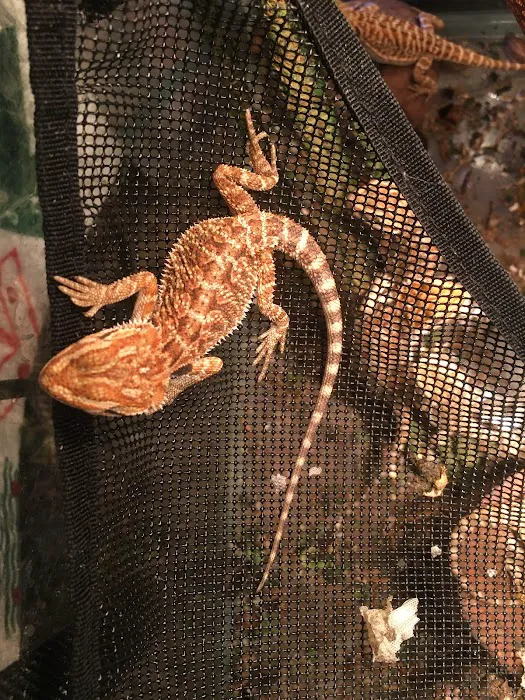Buggzy’s Beardies Picture 4