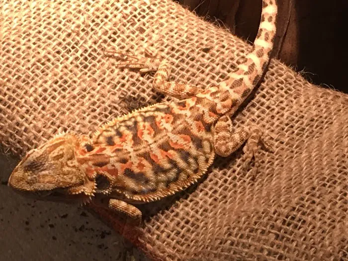 Buggzy’s Beardies Picture 9