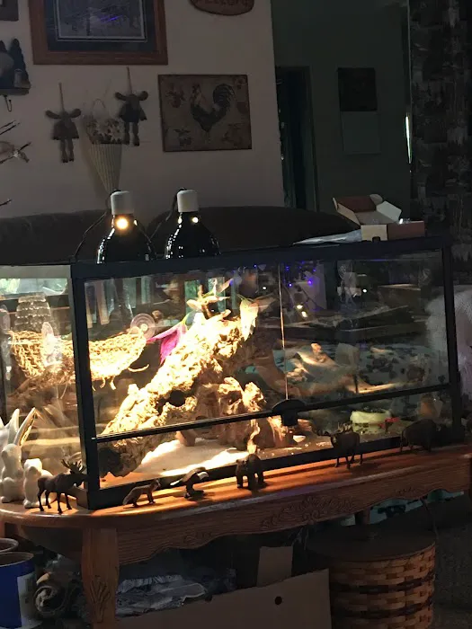 Buggzy’s Beardies Picture 2