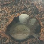 Badgerland Saltwater