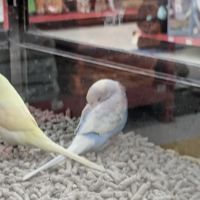 Petco ico
