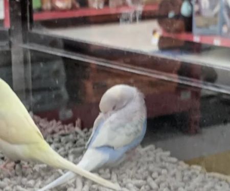 Petco