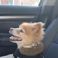 Eastford Veterinary Clinic ico