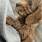 Petland Janesville