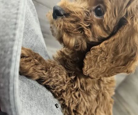 Petland Janesville