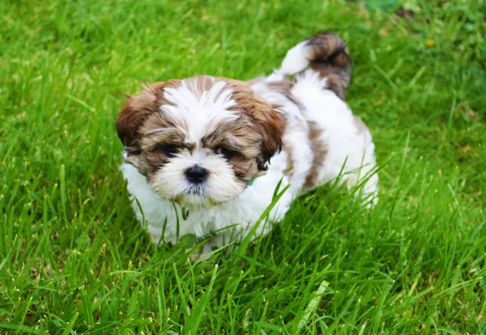 Petland Janesville Picture 5