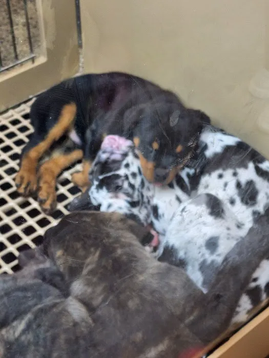 Petland Janesville Picture 8