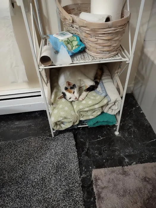 Cat Hospital of Canterbury Picture 1