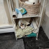 Cat Hospital of Canterbury ico