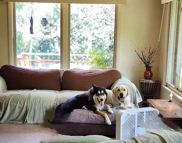 Spirit of Love Pet Care Picture 3