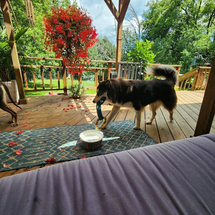 Spirit of Love Pet Care Picture 4