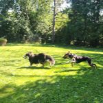 Spirit of Love Pet Care