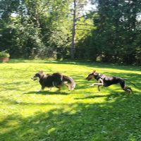 Spirit of Love Pet Care ico